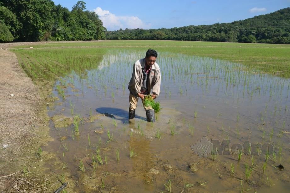 ABDUL Aziz menanam padi di kawasan yang tidak mampu ditanam menggunakan ‘transplanter’ di sawah Kampung Sungai Siput. FOTO Hassan Omar