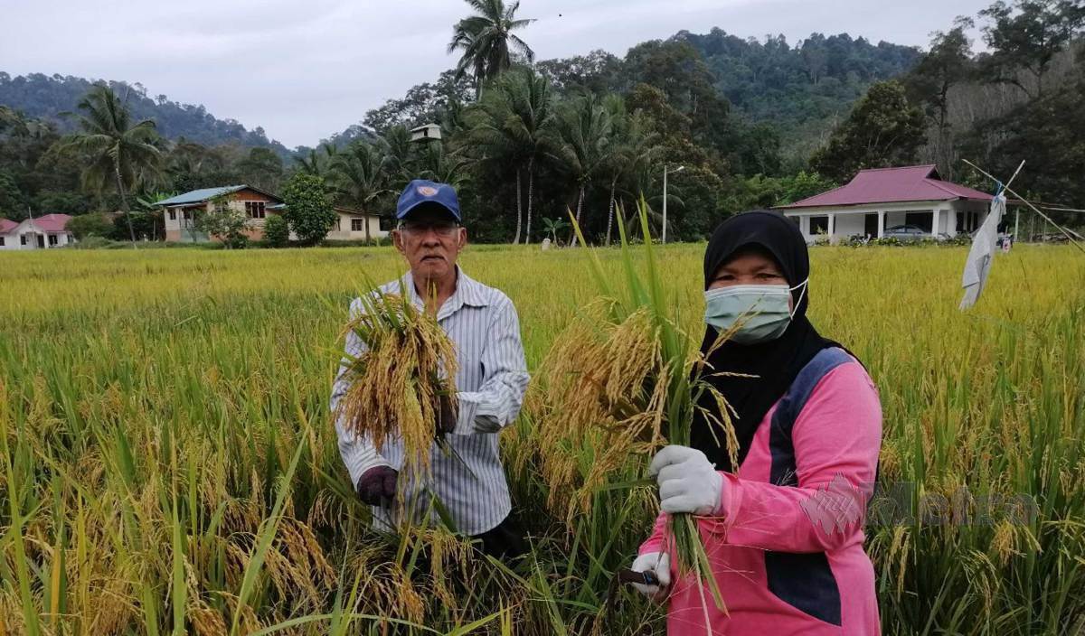 NORHAYATI dan suaminya ketika menuai padi dibendang diusahakan mereka di Kampung Gagu. FOTO Abnor Hamizam