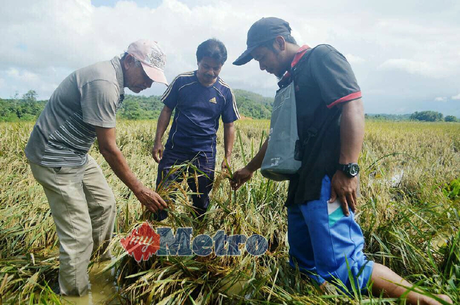 Che Aziz (kiri) menunjukkan padi yang rosak. FOTO Nurul Fatihah Sulaini 