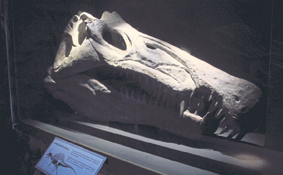 REPLIKA tulang dinosaur jenis Spinosaurus yang terdapat di ruang galeri bagi memberi informasi kepada pengunjung.