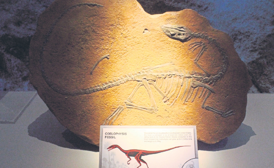 REPLIKA fosil dinosaur jenis Coelopysis.