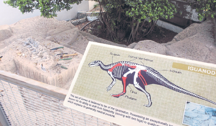 SATU daripada empat set tapak ekskavasi tulang dan rangka dinosaur Iguanodon.