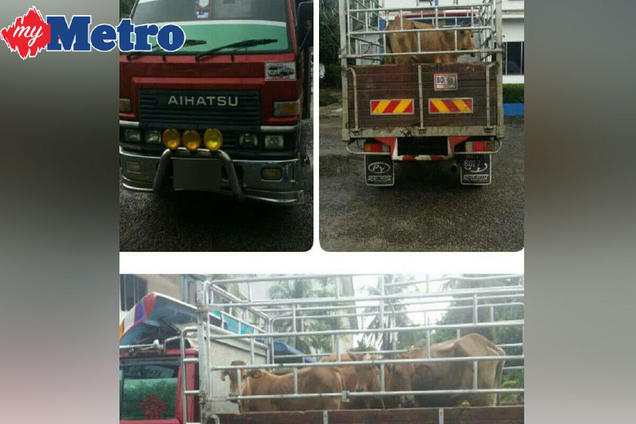 Lembu termasuk dua lembu curi yang ditemui semula dan lori yang dirampas. FOTO ihsan PDRM