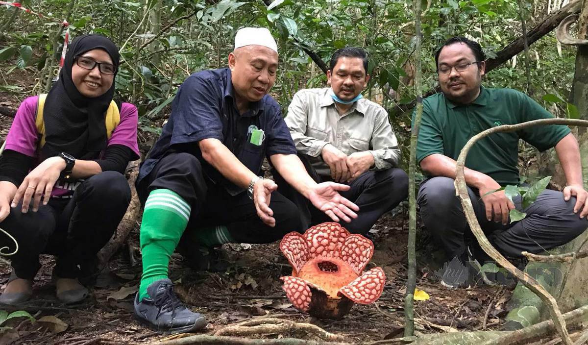 ABDUL Khalim (dua kiri) memerhatikan bunga Rafflesia dari spesis Cantleyi Solms-Laubach yang dijumpai di Hutan Simpan Chabang Tongkat, Machang. FOTO Hazira Ahmad Zaidi
