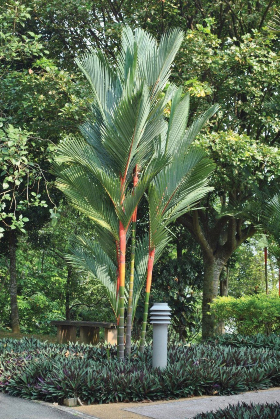 KEINDAHAN landskap tampil dalam variasi tersendiri apabila adanya palma merah ini.