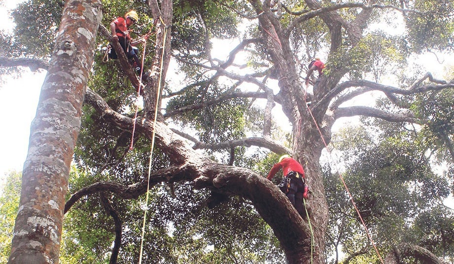 ASPEK keselamatan dititikberatkan pada peserta sukan panjat pokok.