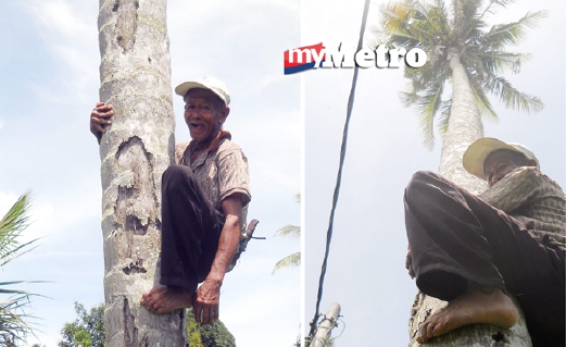 Saad Bahadun terpaksa meneruskan pekerjaan sebagai pemanjat kelapa walaupun sudah berusia 69 tahun. - Foto Bernama