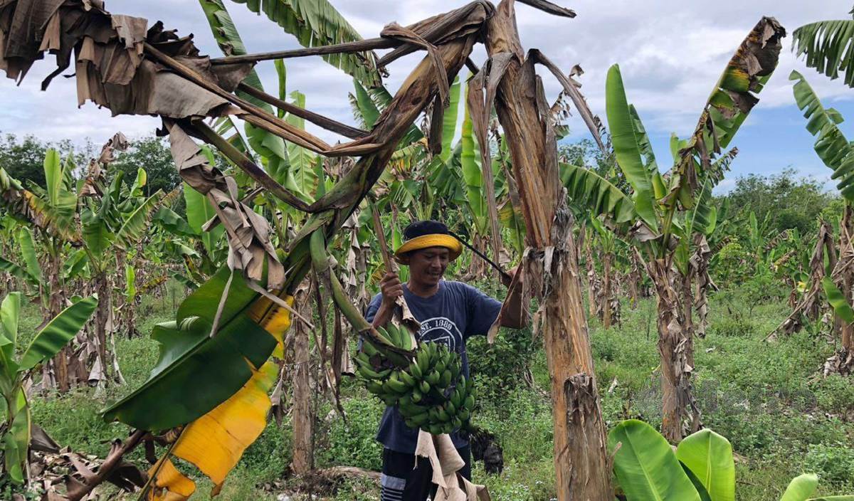 MOHD Azlan menebang pokok pisangnya yang patah akibat kekurangan air kerana cuaca panas ketika ini. FOTO Noorazura Abdul Rahman