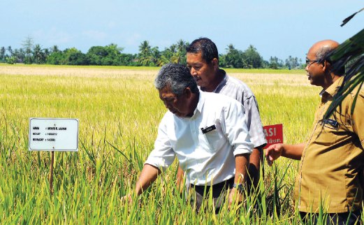 PENGURUS Besar MADA Fouzi Ali memantau tumbesaran padi.