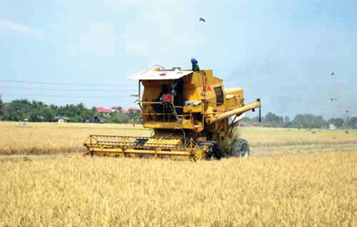 BIJI benih padi boleh disebarkan melalui jentuai dan peralatan jentera ladang lain.