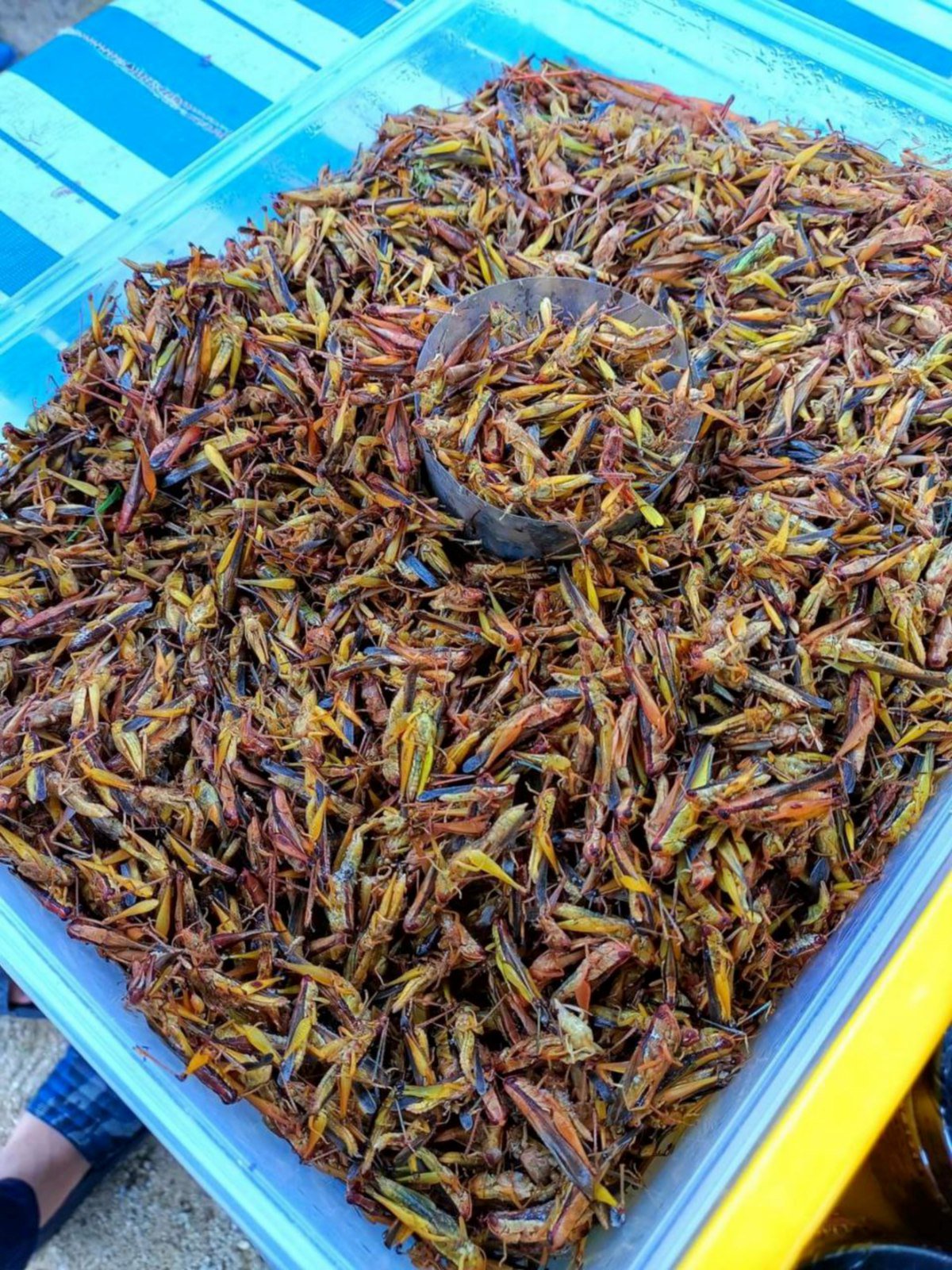 MENU unik seperti belalang goreng turut dijual.