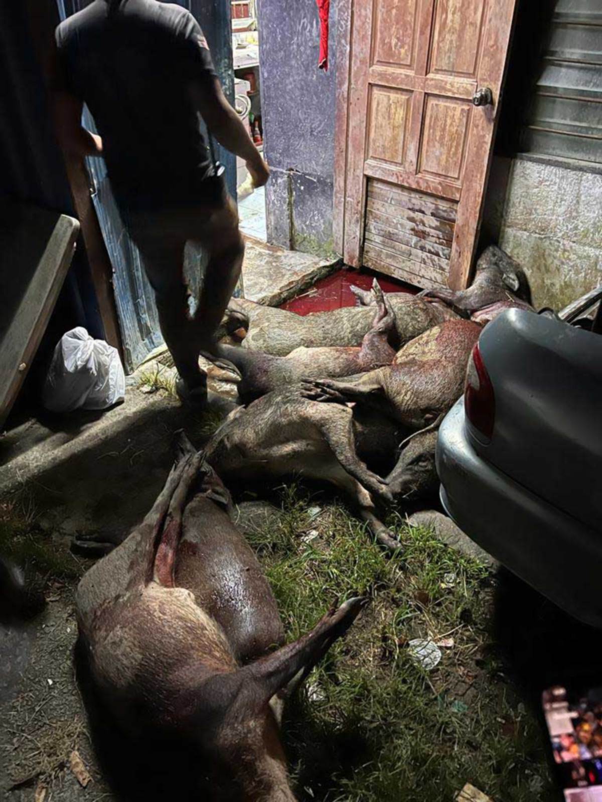 LONGGOKAN bangkai babi hutan yang dipercayai mahu dilapah di sebuah premis di Hutan Melintang, Perak. FOTO Ihsan PERHILITAN