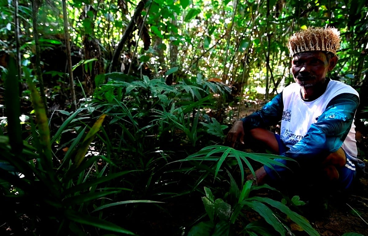 ALONG menunjukkan ‘kebun dalam hutan’ diusahakan beliau di Kampung Bering, Pos Pasik. FOTO BERNAMA