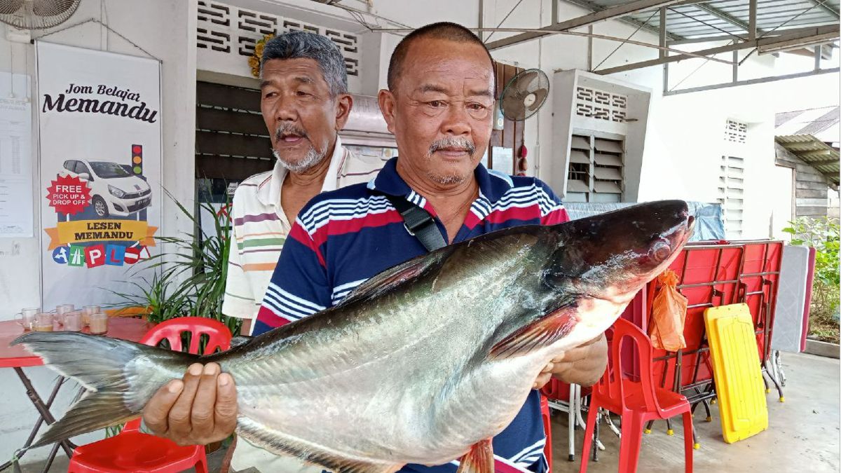 SEORANG pelanggan menunjukkan ikan patin seberat lebih 10 kg yang berjaya ditangkap nelayan darat tempatan. FOTO Ahmad Ismail.