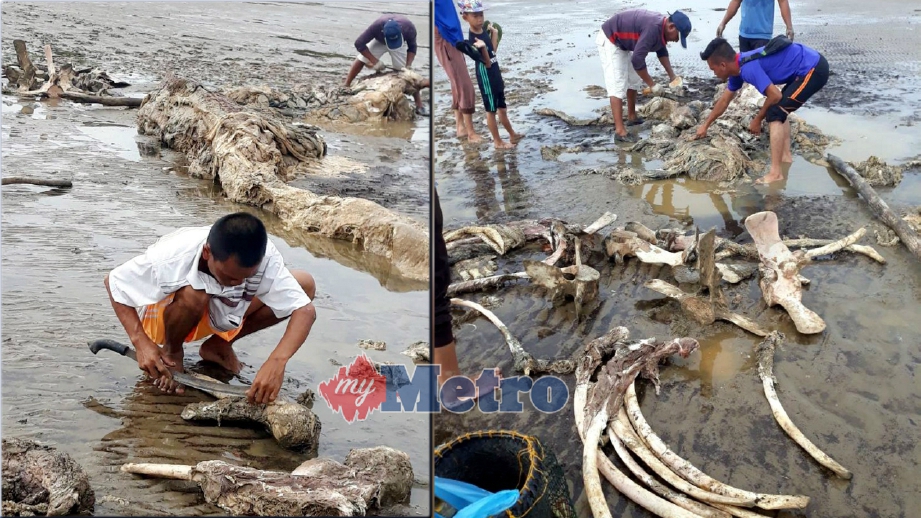 PENDUDUK membersihkan cebisan bangkai paus yang terdampar di Pantai Kuala Matu, Mukah, hari ini. FOTO Khalid Latip