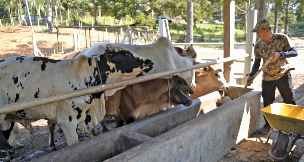 BERI makan kepada 10 lembu di ladang integrasi.