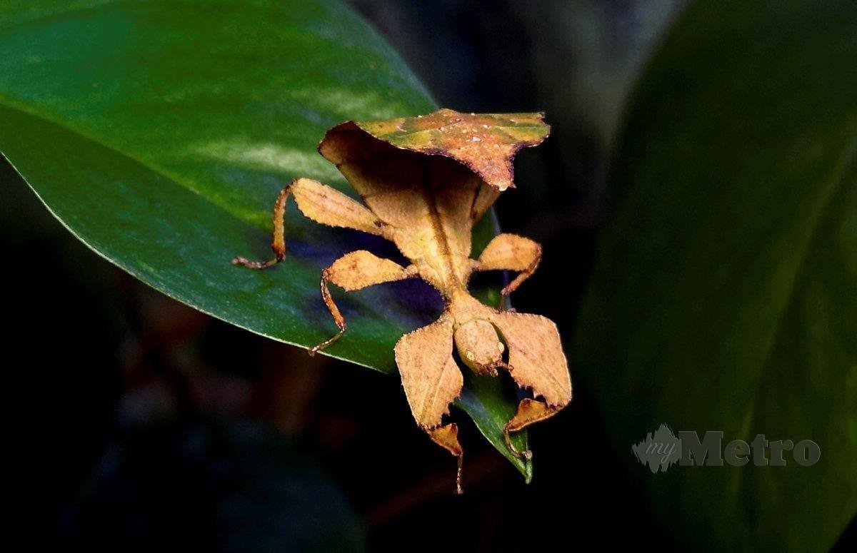 PENJAGAAN serangga daun memerlukan ilmu dan komitmen yang tinggi. FOTO Nik Abdullah Nik Omar