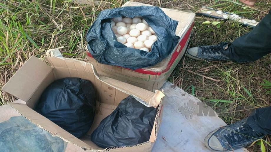 PPM memeriksa bungkusan hitam mengandungi telur penyu di Sungai Batu Tiga, Sandakan. FOTO IHSAN PPM