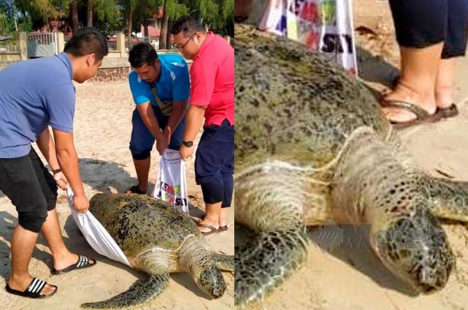 SEEKOR Penyu Agar seberat 100 Kilogram ditemui mati di persisiran Pantai Teluk Kemang Port Dickson semalam.