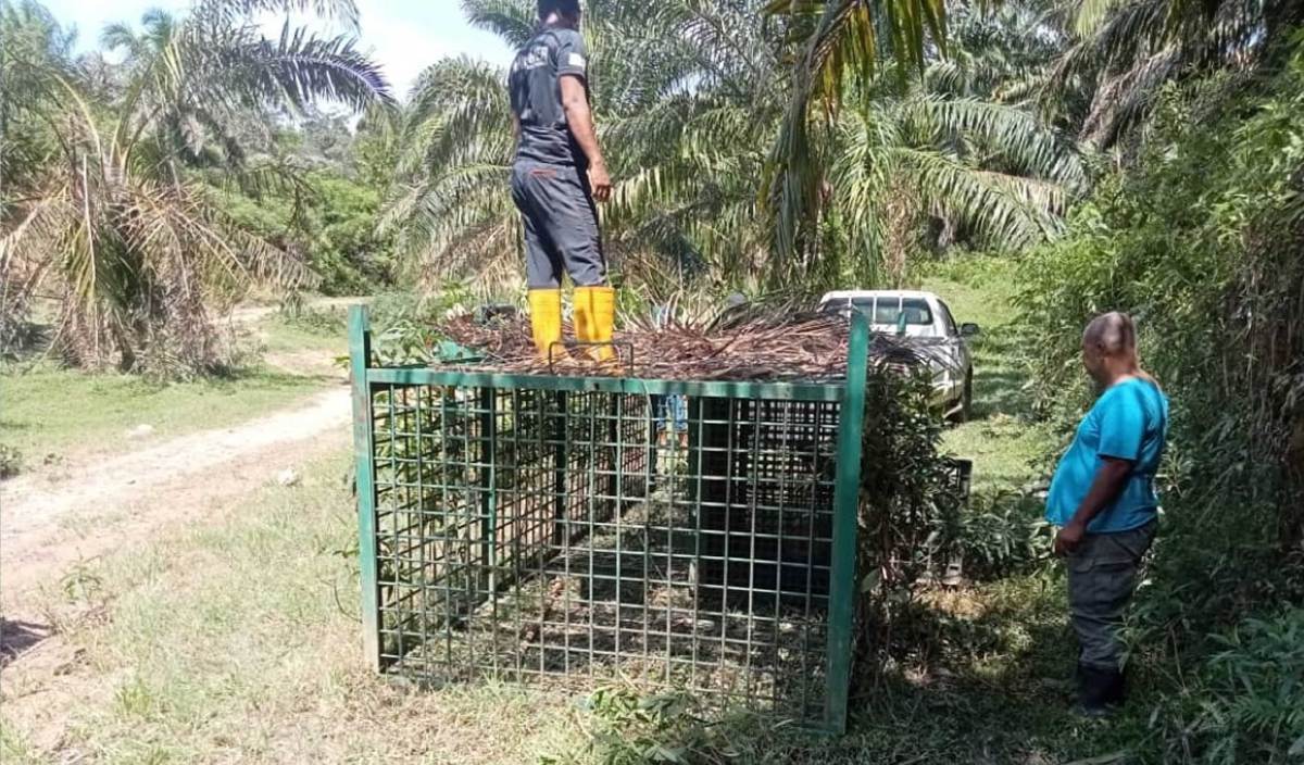 Perhilitan Terengganu memasang dua perangkap untuk menangkap harimau dipercayai berkeliaran di sekitar ladang sawit Kampung Teladas. FOTO JPKK Air Puteh dan JPKK Teladas