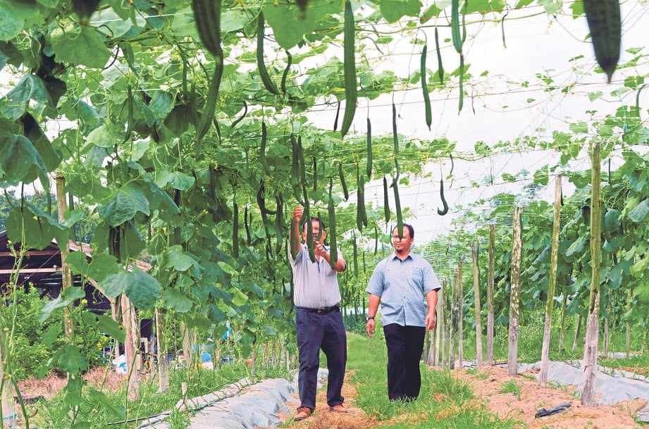 PEGAWAI Pertanian Daerah Kuantan, Amir Dzulfadli Samad (kiri) membuat pemantauan kebun Ramli.