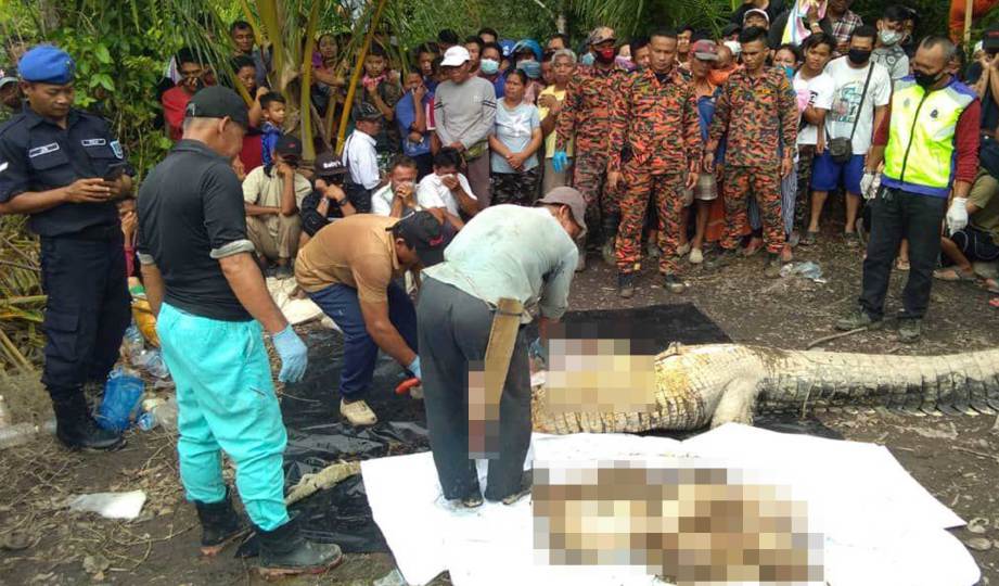 BAHAGIAN badan manusia dipercayai lelaki warga emas hilang dijumpai dalam perut buaya yang dibunuh dalam Operasi SAR di Sungai Mekam, Sare di Sarikei. FOTO Ihsan bomba