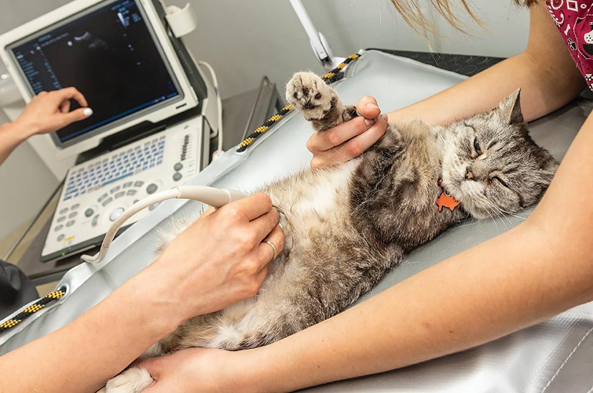 PEMERIKSAAN ultrasound dilakukan kepada kucing. - FOTO Google 