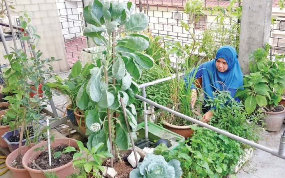 Kebun Sayur Mini Di Belakang Rumah - Langkah Penjimataan Dgn Tanam Mini
