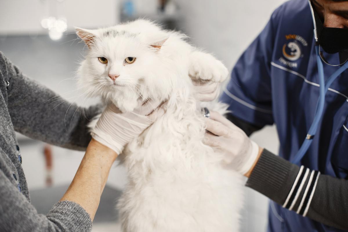 PEMERIKSAAN kesihatan berkala boleh membantu mengenalpasti penyakit yang dihadapi kucing pada peringkat awal.