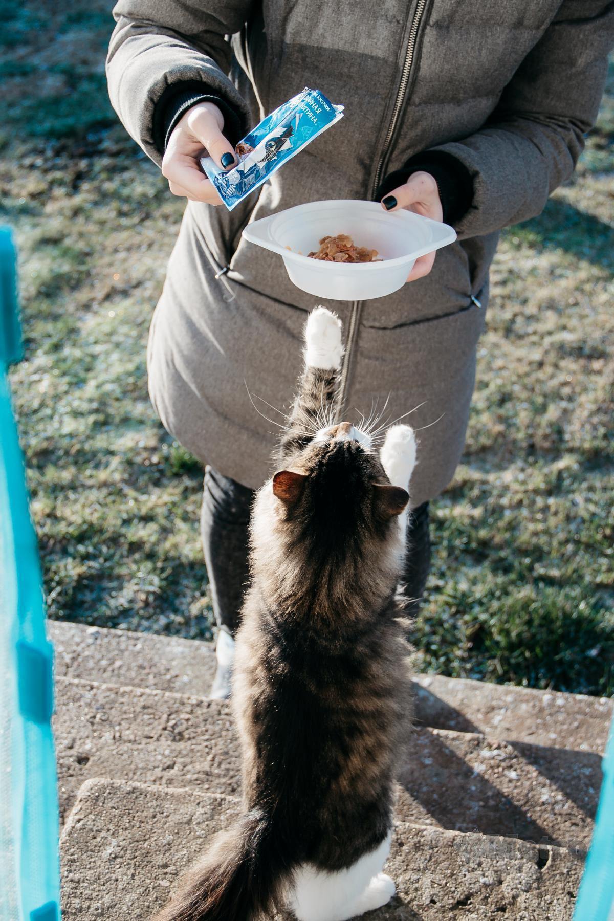 MEMBERI makanan dalam bentuk wet food boleh membantu hidrasikan kucing.