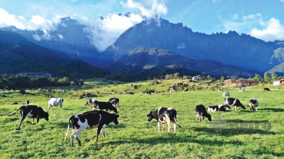 DESA Cattle Dairy Farm digelar sebagai mini New Zealand.