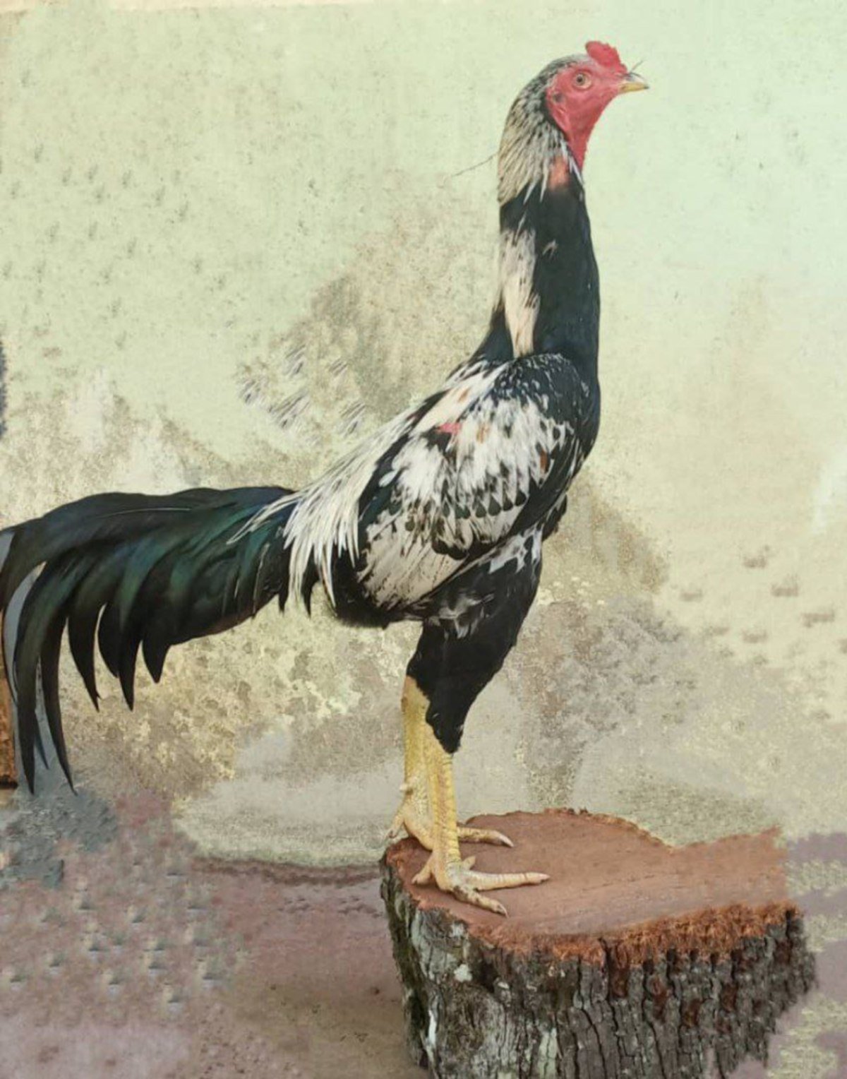 ANTARA ayam phakoi jantan dewasa yang bersaiz tinggi dengan bulu warna-warni.