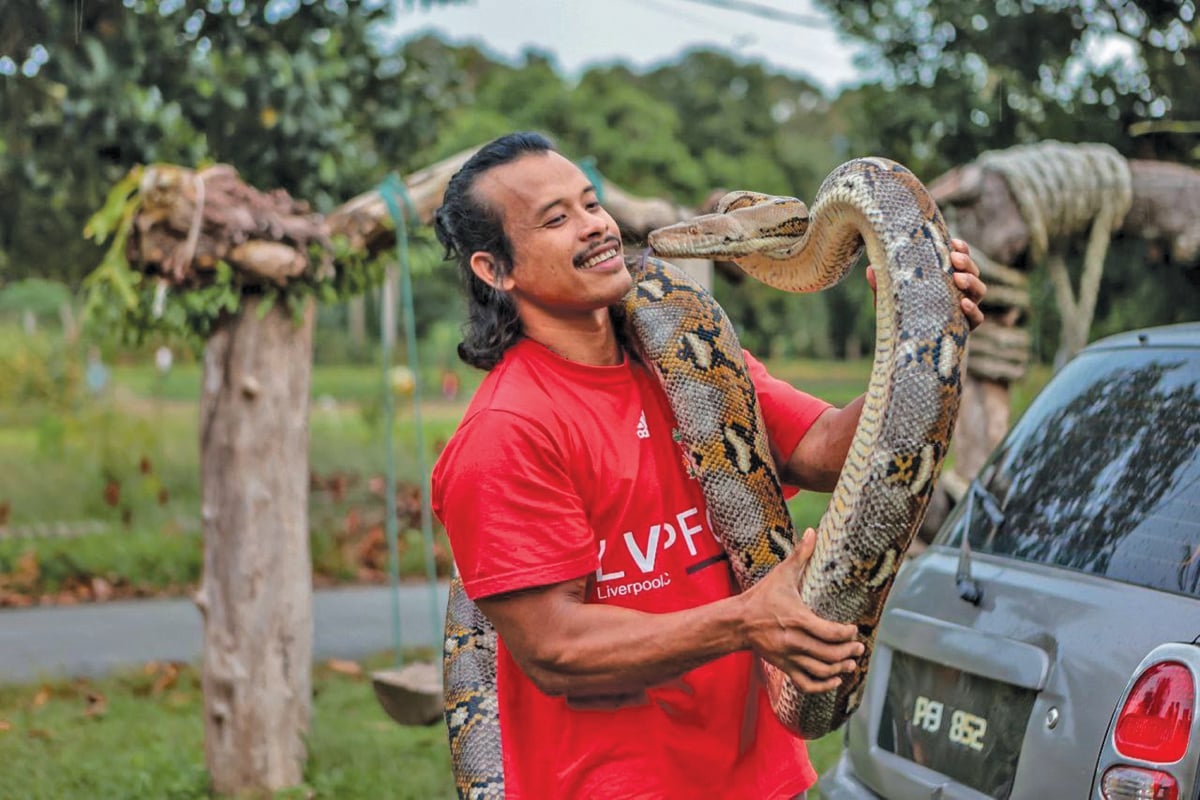 MOHD Redzuan peminat ular sawa batik. 