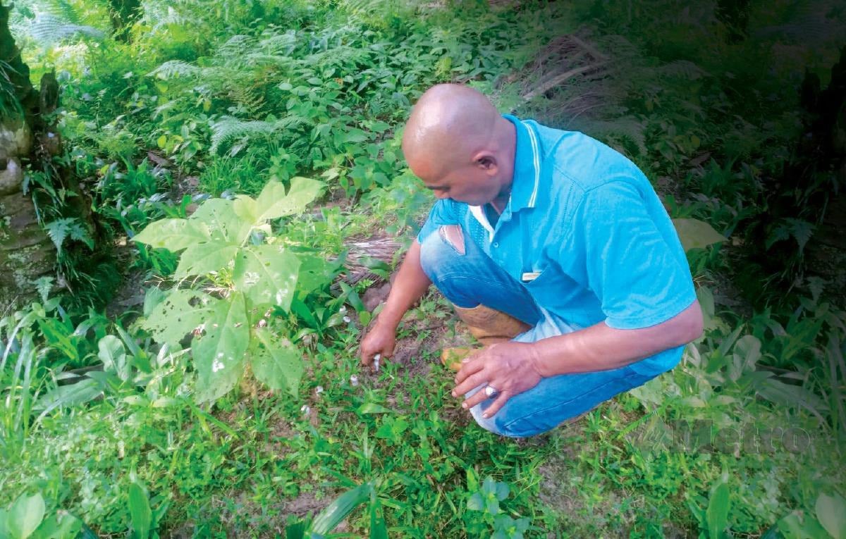 PAK Din mencabut cendawan busut yang banyak tumbuh di sebuah ladang sawit kawasan Batu 8.