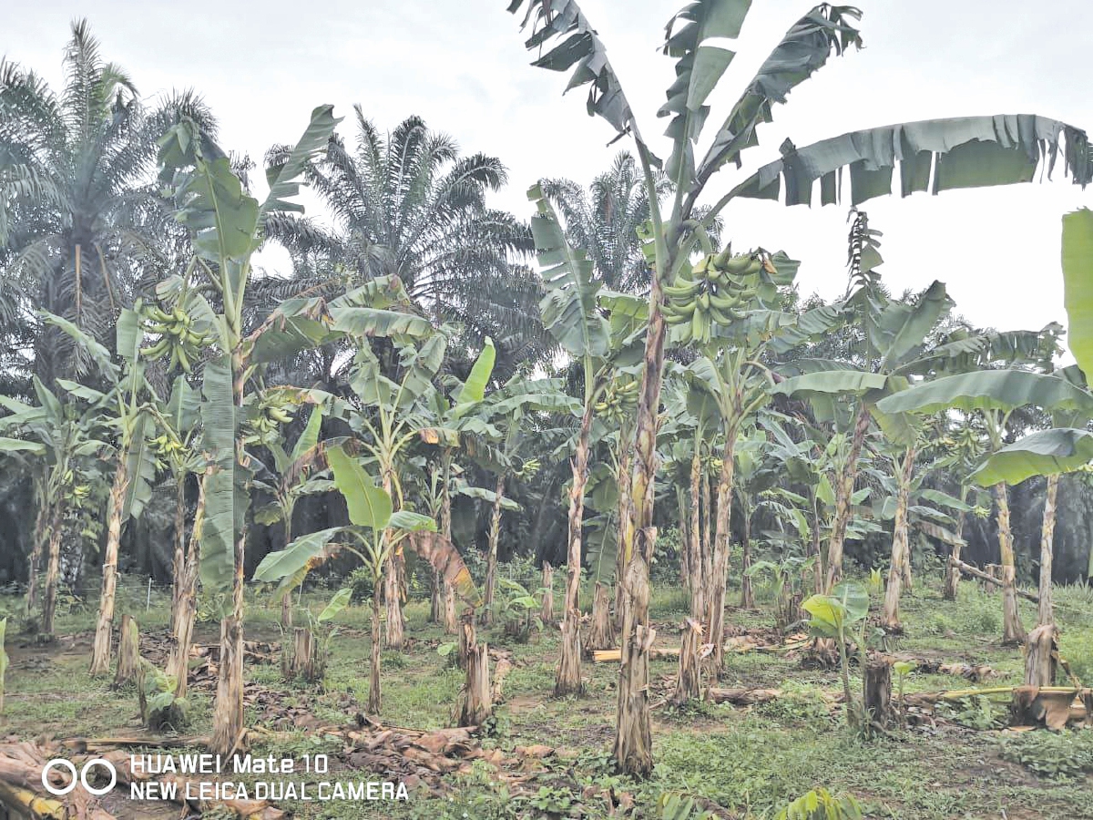 TANAMAN pisang yang hidup subur.