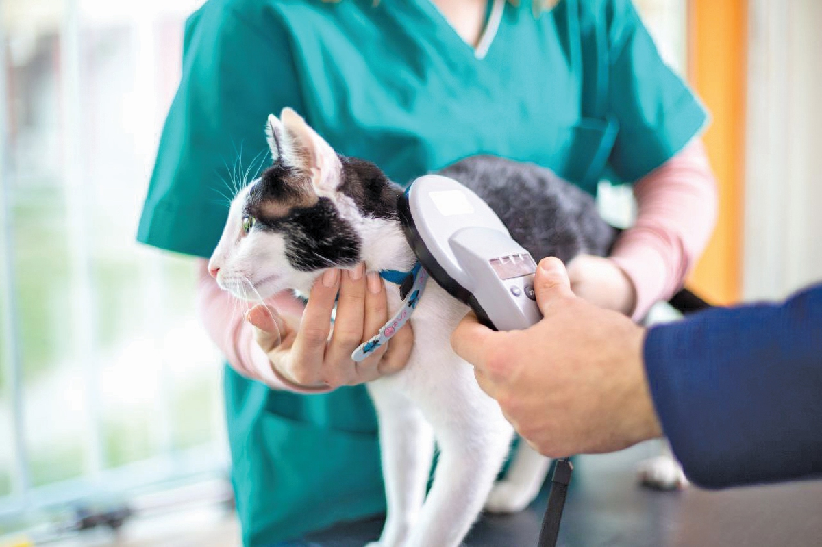 PROSEDUR menanam mikrocip dilaksanakan oleh doktor veterinar.