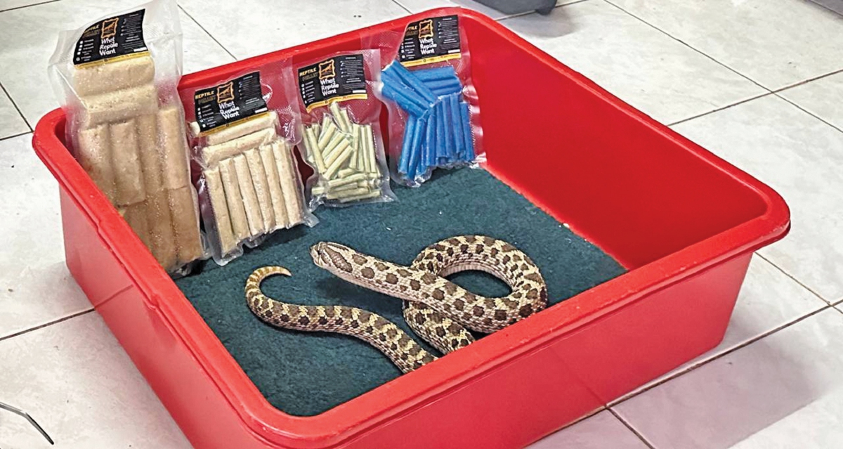 PALLET makanan ular yang dibuat oleh Helmi untuk ular yang dibelanya, turut dijual kepada peminat haiwan itu.