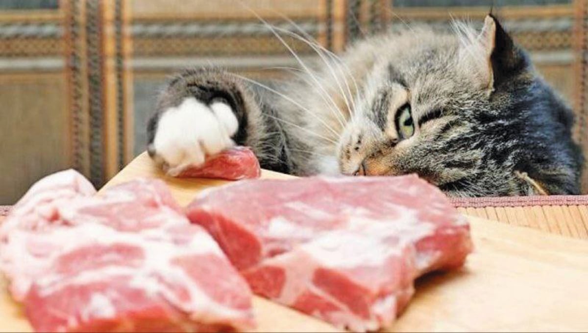 JANGAN beri kucing anda daging mentah. 