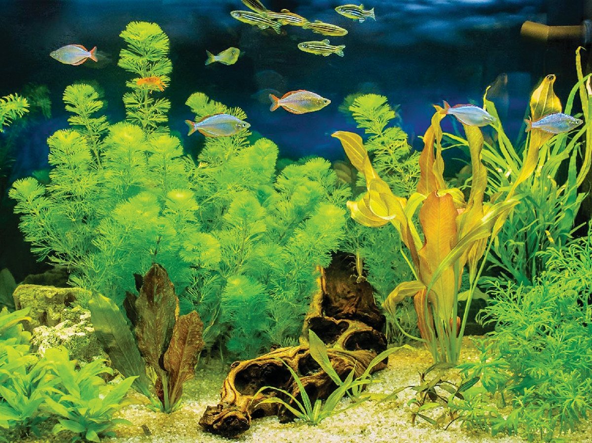 TUMBUHAN akuatik lebih banyak dalam akuarium elak pertumbuhan alga.