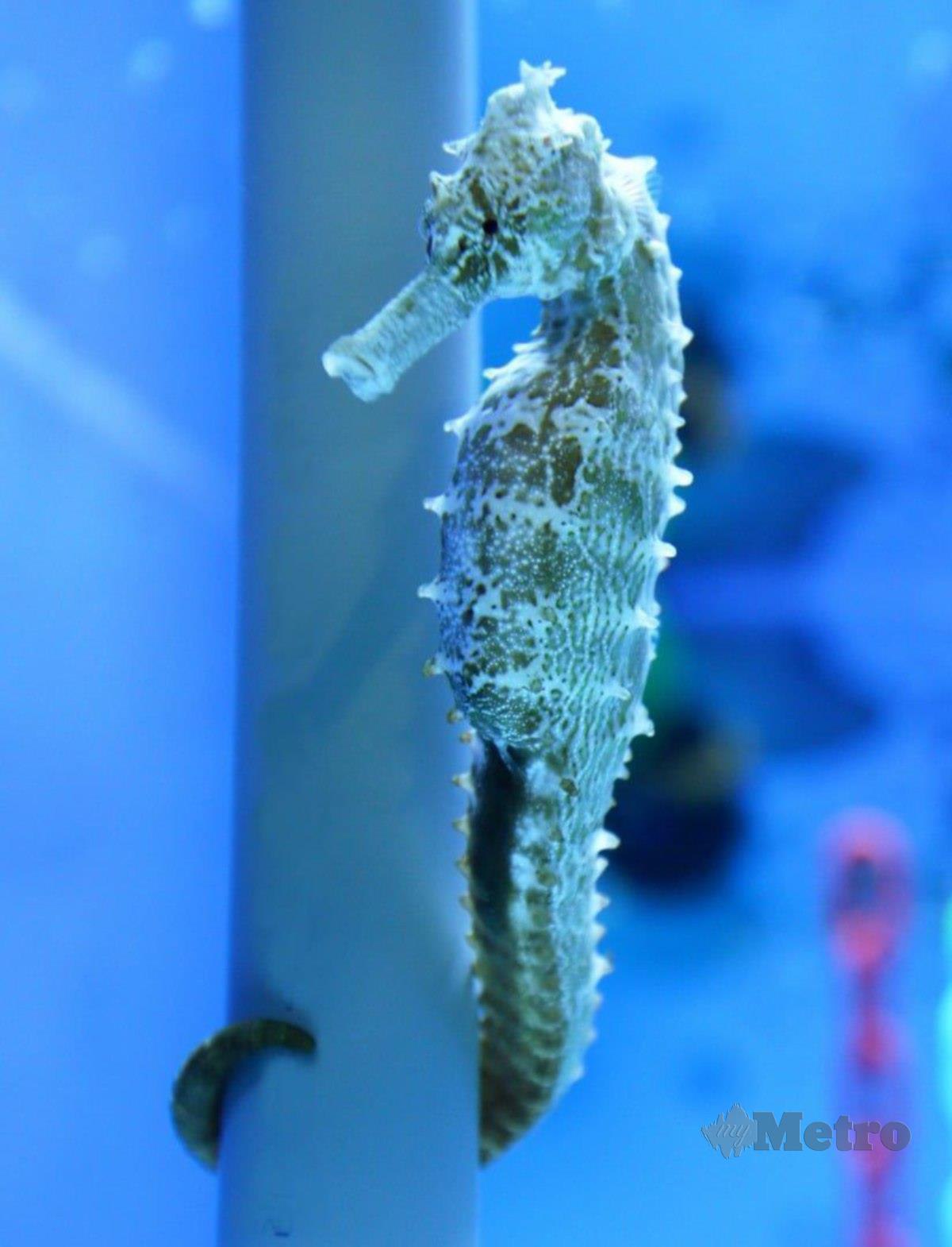 KUDA laut Hippocampus spinosissimus memiliki bentuk unik.