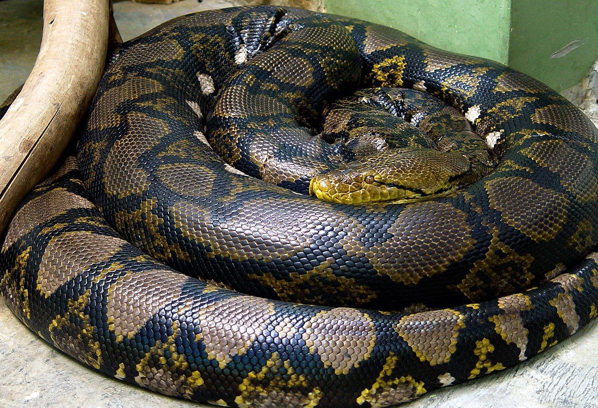 ULAR sawa batik berbeza daripada spesies ular sawa dijual Nur Nina.