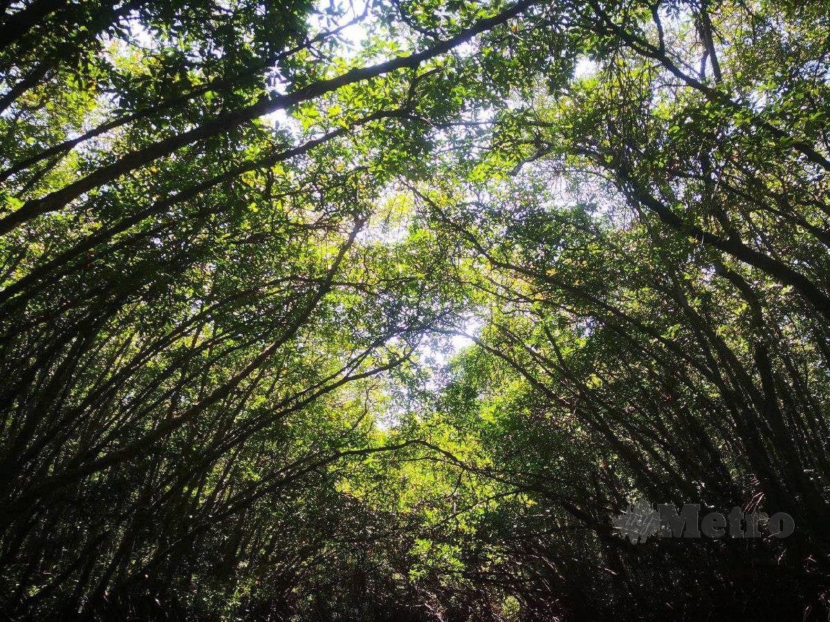 BANGPU menawarkan pemandangan mendamaikan di hutan paya bakau.