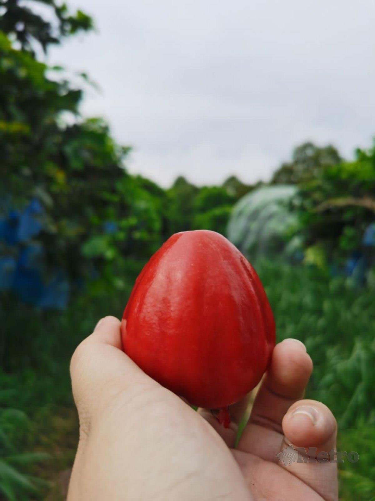 JAMBU air mempunyai peminatnya tersendiri.