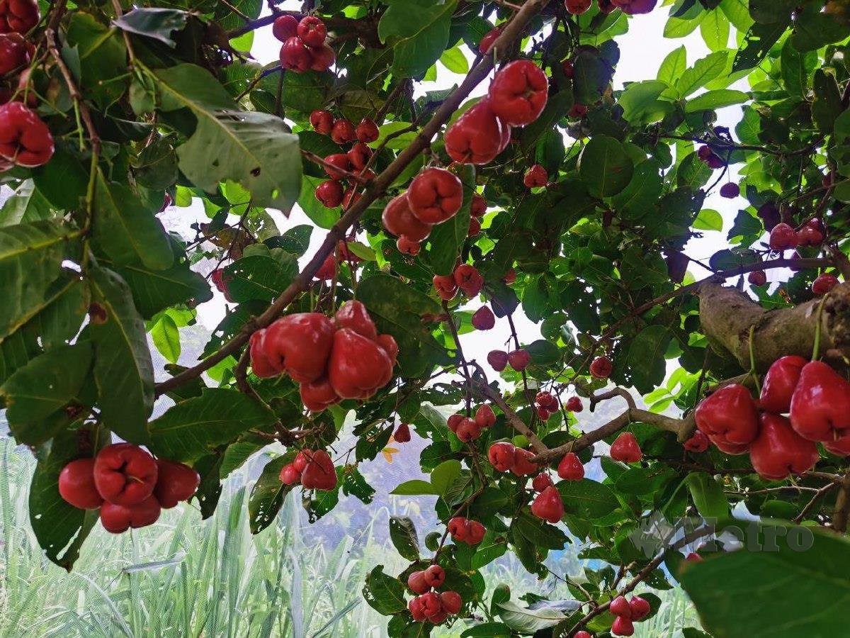 UNTUK harga ladang, tahun lalu sahaja, jambu air gred AA boleh mencecah RM6 sekilo. Manakala gred B pada RM5 dan C pula RM4.