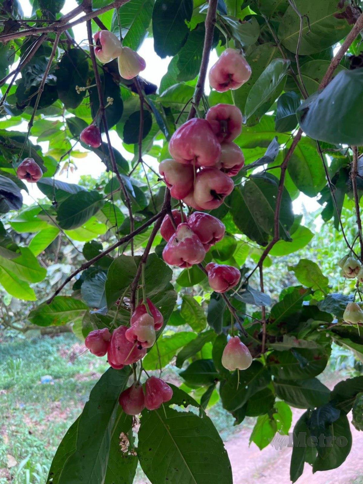 POKOK jambu air adalah pokok yang tahan lasak.