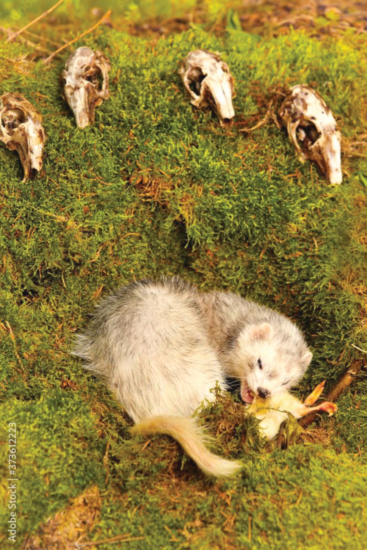 FERET memburu haiwan seperti tikus, arnab dan binatang kecil sebagai sumber makanan.