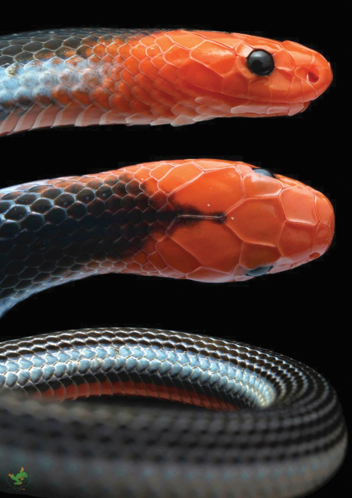 JELAS perincian ular terutama warna dan tekstur dirakam lensa makro.