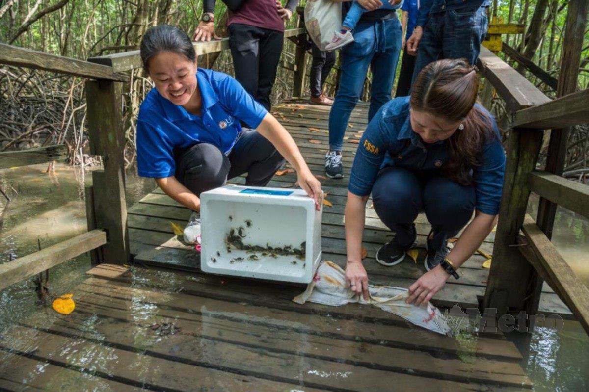 PENYELIDIK UMS, DR Annita dan Dr Audrey melepaskan benih ketam bakau di Kota Kinabalu Wetland.