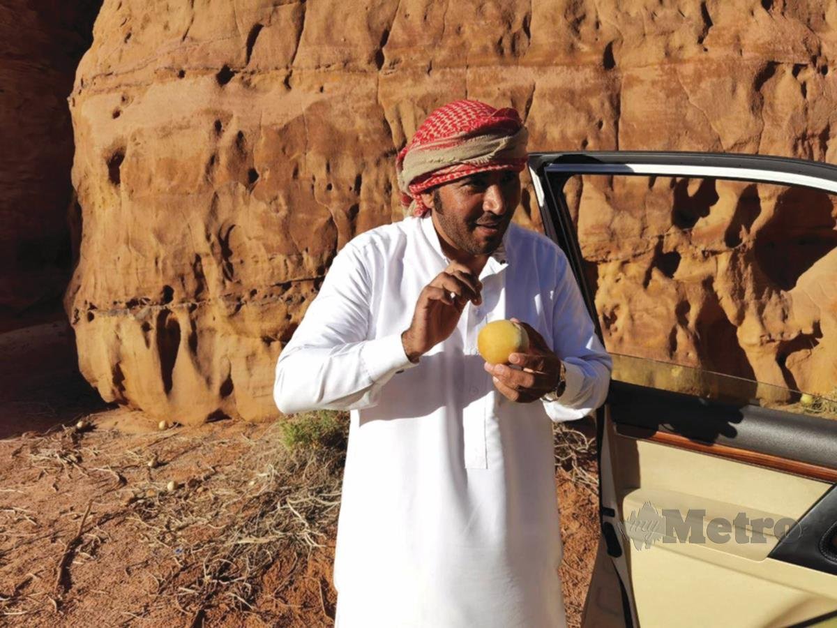 PEMANDU kami Abu Saif menunjukkan sejenis buah yang hanya boleh dimakan keldai semasa trip ke padang pasir. Buah itu banyak terdapat di atas pasir.