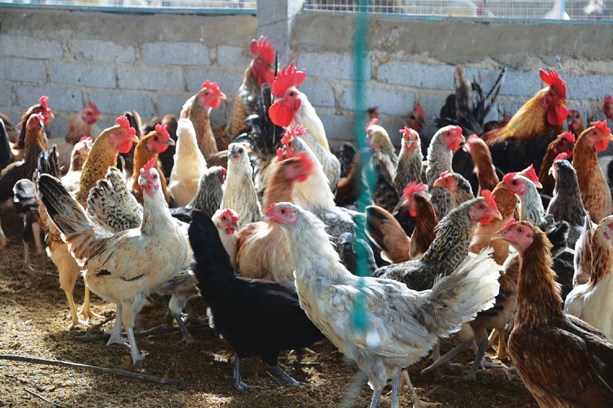 SEBAHAGIAN daripada 600 ayam kampung asli betina dan 70 ayam jantan dalam reban gergasi.